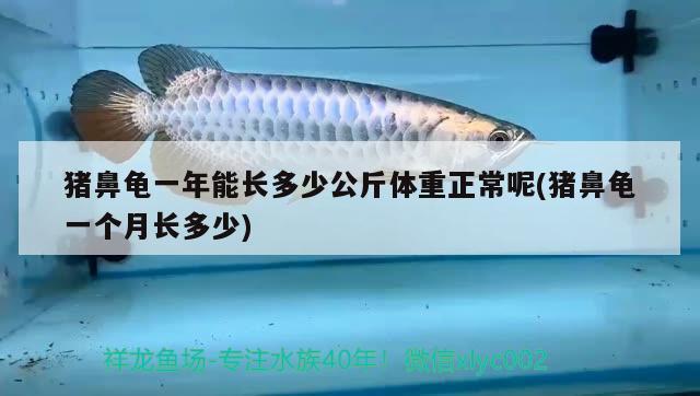 豬鼻龜一年能長多少公斤體重正常呢(豬鼻龜一個月長多少) 豬鼻龜百科