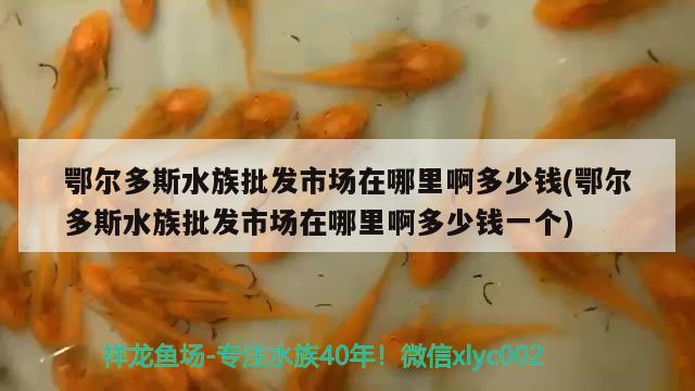 鄂爾多斯水族批發(fā)市場在哪里啊多少錢(鄂爾多斯水族批發(fā)市場在哪里啊多少錢一個) 觀賞魚水族批發(fā)市場