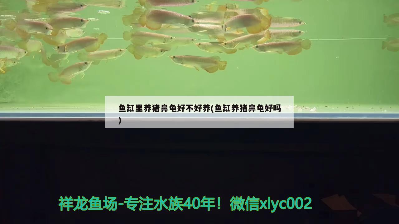 魚缸里養(yǎng)豬鼻龜好不好養(yǎng)(魚缸養(yǎng)豬鼻龜好嗎) 豬鼻龜百科