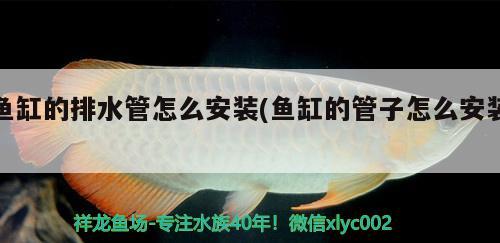 魚缸的排水管怎么安裝(魚缸的管子怎么安裝) 銀古魚苗