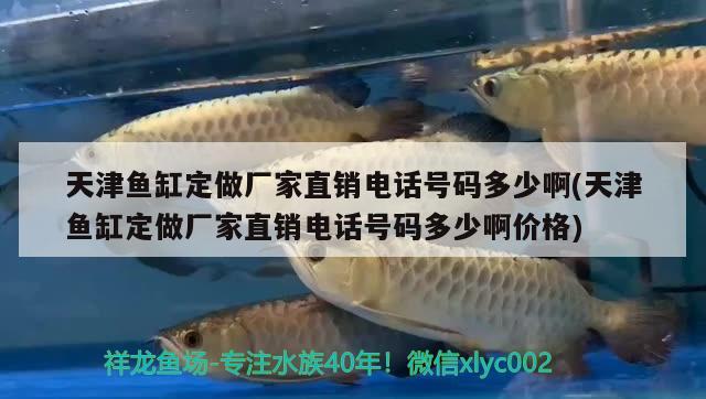 天津魚缸定做廠家直銷電話號碼多少啊(天津魚缸定做廠家直銷電話號碼多少啊價格) 短身紅龍魚