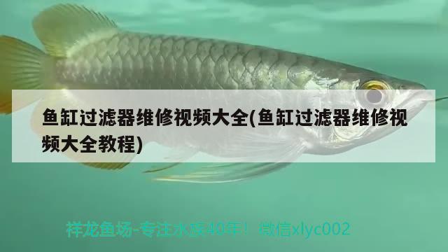 魚缸過濾器維修視頻大全(魚缸過濾器維修視頻大全教程) 祥龍進口元寶鳳凰魚