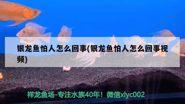 銀龍魚怕人怎么回事(銀龍魚怕人怎么回事視頻) 銀龍魚百科