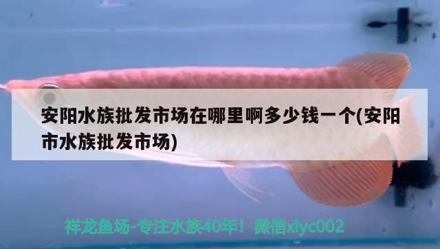 安陽水族批發(fā)市場在哪里啊多少錢一個(gè)(安陽市水族批發(fā)市場)