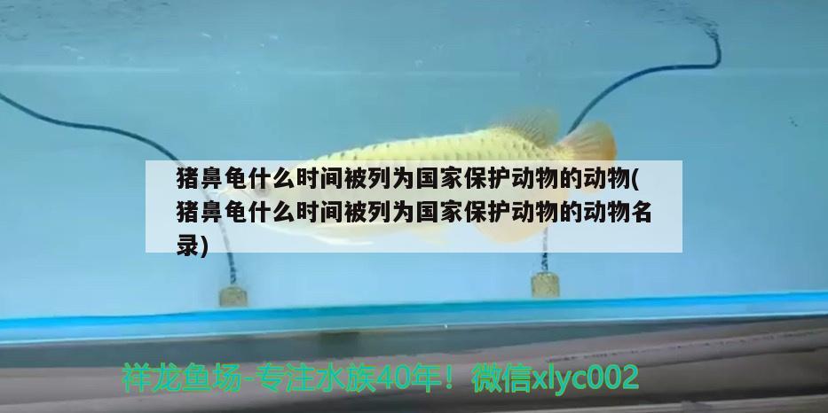 豬鼻龜什么時間被列為國家保護動物的動物(豬鼻龜什么時間被列為國家保護動物的動物名錄) 豬鼻龜百科