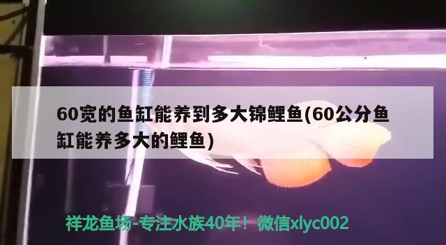 60寬的魚缸能養(yǎng)到多大錦鯉魚(60公分魚缸能養(yǎng)多大的鯉魚) 魚缸風(fēng)水