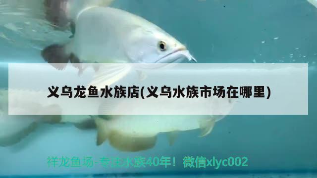 義烏龍魚(yú)水族店(義烏水族市場(chǎng)在哪里)