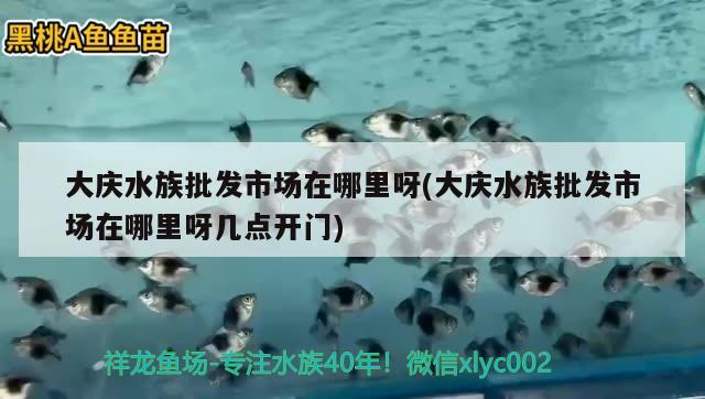 大慶水族批發(fā)市場在哪里呀(大慶水族批發(fā)市場在哪里呀幾點開門) 觀賞魚水族批發(fā)市場