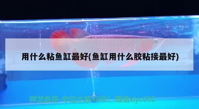 用什么粘魚缸最好(魚缸用什么膠粘接最好) 圖騰金龍魚