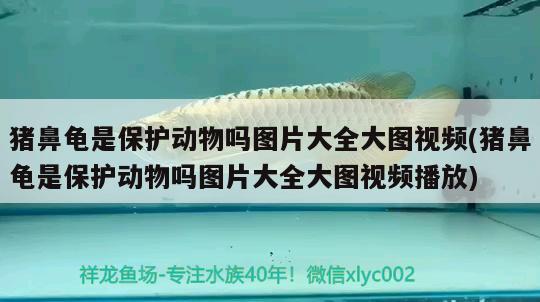 豬鼻龜是保護動物嗎圖片大全大圖視頻(豬鼻龜是保護動物嗎圖片大全大圖視頻播放) 豬鼻龜