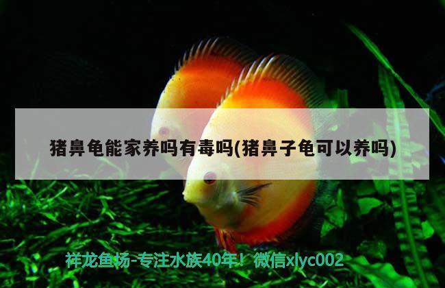 豬鼻龜能家養(yǎng)嗎有毒嗎(豬鼻子龜可以養(yǎng)嗎) 豬鼻龜百科