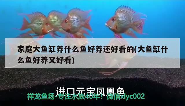 家庭大魚缸養(yǎng)什么魚好養(yǎng)還好看的(大魚缸什么魚好養(yǎng)又好看) 國產元寶鳳凰魚