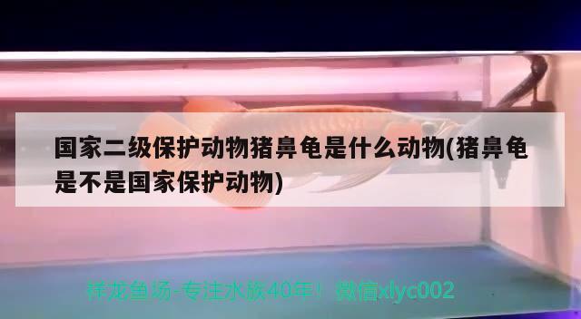 國家二級保護動物豬鼻龜是什么動物(豬鼻龜是不是國家保護動物) 豬鼻龜百科