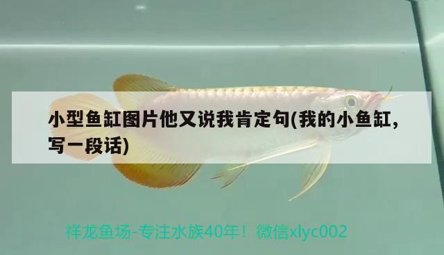 小型魚缸圖片他又說(shuō)我肯定句(我的小魚缸,寫一段話) 魚缸風(fēng)水