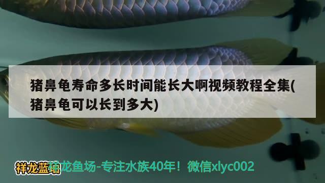 豬鼻龜壽命多長時(shí)間能長大啊視頻教程全集(豬鼻龜可以長到多大)