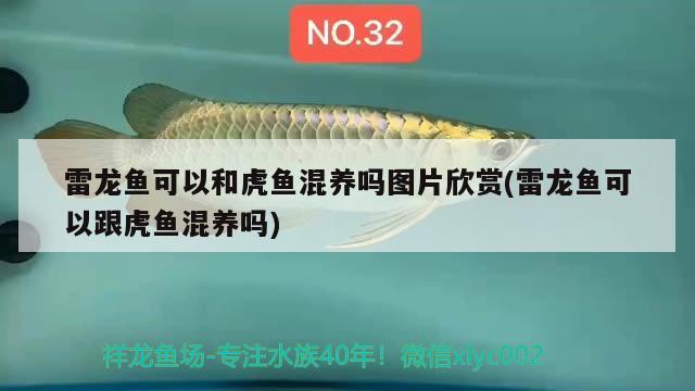 雷龍魚可以和虎魚混養(yǎng)嗎圖片欣賞(雷龍魚可以跟虎魚混養(yǎng)嗎) 虎魚百科