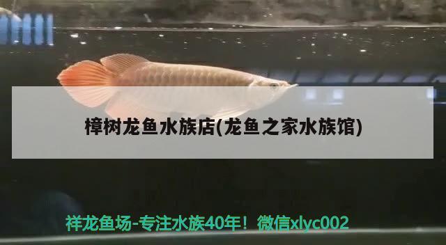 樟樹(shù)龍魚水族店(龍魚之家水族館)