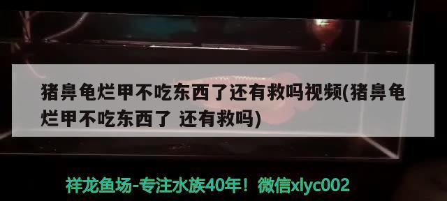 豬鼻龜爛甲不吃東西了還有救嗎視頻(豬鼻龜爛甲不吃東西了還有救嗎) 豬鼻龜百科