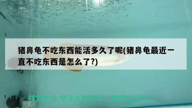 豬鼻龜不吃東西能活多久了呢(豬鼻龜最近一直不吃東西是怎么了?) 豬鼻龜百科