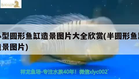 小型圓形魚缸造景圖片大全欣賞(半圓形魚缸造景圖片) 魚缸風(fēng)水