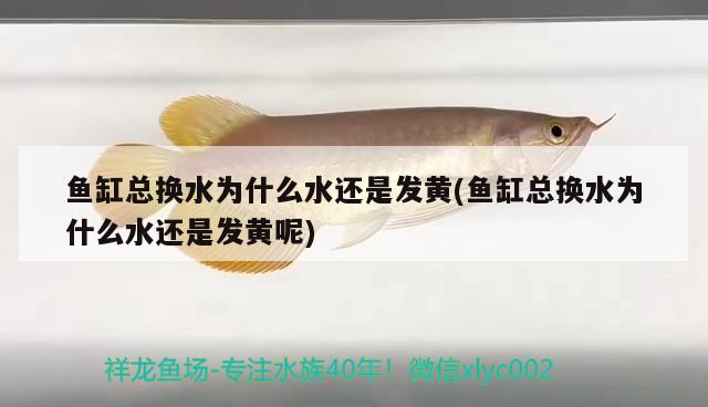 魚(yú)缸總換水為什么水還是發(fā)黃(魚(yú)缸總換水為什么水還是發(fā)黃呢)