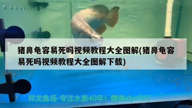 豬鼻龜容易死嗎視頻教程大全圖解(豬鼻龜容易死嗎視頻教程大全圖解下載)