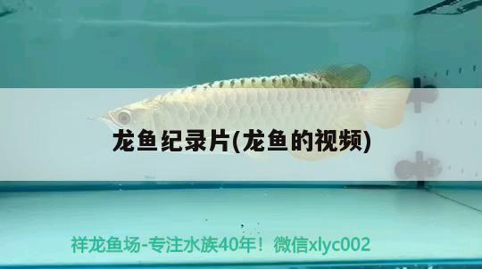 龍魚(yú)紀(jì)錄片(龍魚(yú)的視頻) 觀賞魚(yú)水族批發(fā)市場(chǎng)