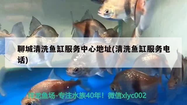 聊城清洗魚缸服務(wù)中心地址(清洗魚缸服務(wù)電話)