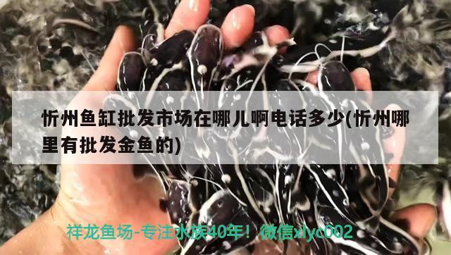 忻州魚缸批發(fā)市場在哪兒啊電話多少(忻州哪里有批發(fā)金魚的) 水溫計(jì)