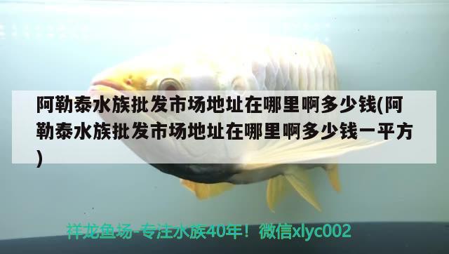 阿勒泰水族批發(fā)市場地址在哪里啊多少錢(阿勒泰水族批發(fā)市場地址在哪里啊多少錢一平方) 觀賞魚水族批發(fā)市場