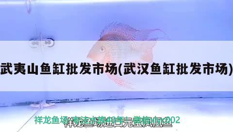 武夷山魚(yú)缸批發(fā)市場(chǎng)(武漢魚(yú)缸批發(fā)市場(chǎng)) 魚(yú)缸風(fēng)水