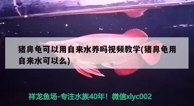 豬鼻龜可以用自來水養(yǎng)嗎視頻教學(xué)(豬鼻龜用自來水可以么) 豬鼻龜