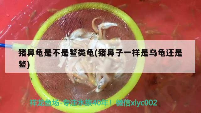 豬鼻龜是不是鱉類龜(豬鼻子一樣是烏龜還是鱉) 豬鼻龜百科