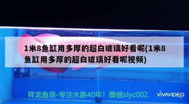 1米8魚(yú)缸用多厚的超白玻璃好看呢(1米8魚(yú)缸用多厚的超白玻璃好看呢視頻)