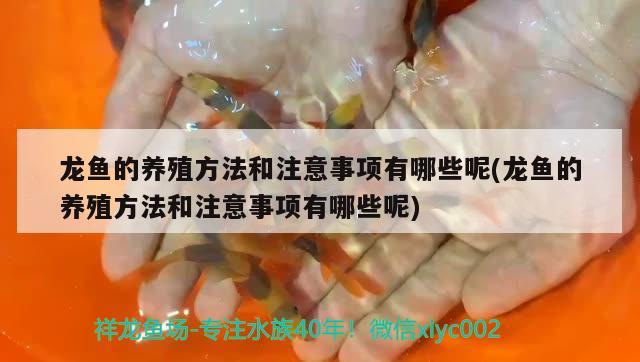 龍魚的養(yǎng)殖方法和注意事項有哪些呢(龍魚的養(yǎng)殖方法和注意事項有哪些呢)