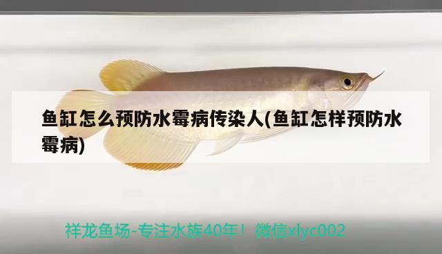 魚缸怎么預(yù)防水霉病傳染人(魚缸怎樣預(yù)防水霉病) 廣州龍魚批發(fā)市場(chǎng)