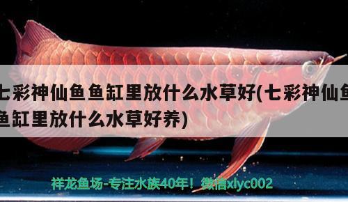 七彩神仙魚魚缸里放什么水草好(七彩神仙魚魚缸里放什么水草好養(yǎng)) 七彩神仙魚