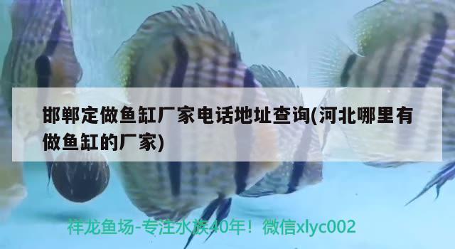 邯鄲定做魚缸廠家電話地址查詢(河北哪里有做魚缸的廠家) 青龍魚