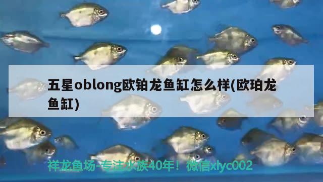 五星oblong歐鉑龍魚缸怎么樣(歐珀龍魚缸) 沖氧泵