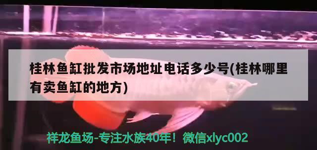 桂林魚缸批發(fā)市場地址電話多少號(桂林哪里有賣魚缸的地方) 伊巴卡魚