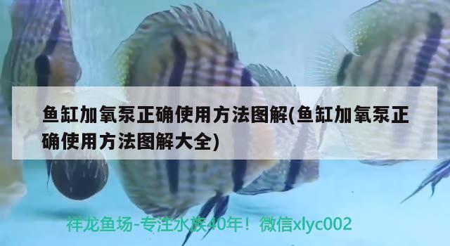 魚缸加氧泵正確使用方法圖解(魚缸加氧泵正確使用方法圖解大全) 女王大帆魚苗