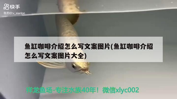 魚缸咖啡介紹怎么寫文案圖片(魚缸咖啡介紹怎么寫文案圖片大全)