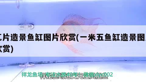 瓦片造景魚缸圖片欣賞(一米五魚缸造景圖片欣賞)