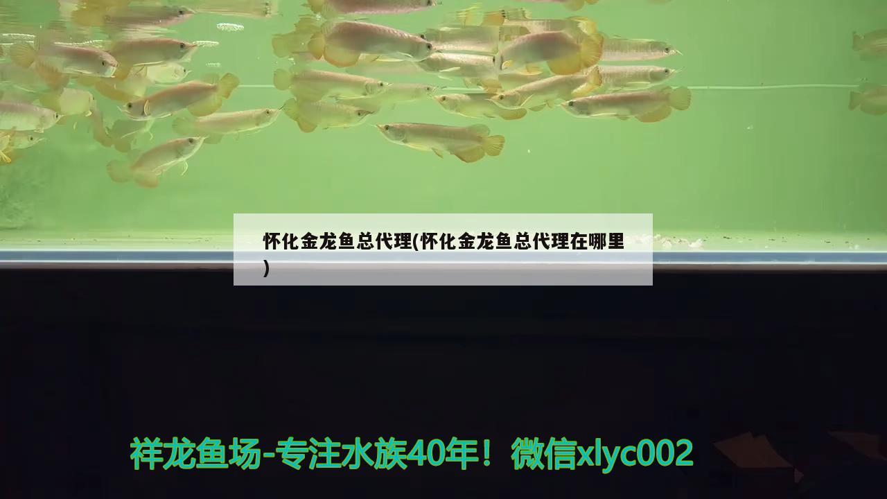 懷化金龍魚總代理(懷化金龍魚總代理在哪里) 泰國斗魚