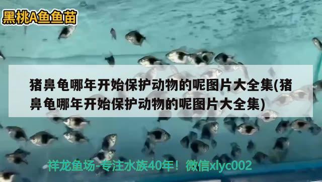 豬鼻龜哪年開始保護動物的呢圖片大全集(豬鼻龜哪年開始保護動物的呢圖片大全集) 豬鼻龜百科