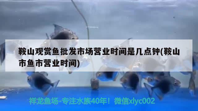 鞍山觀賞魚批發(fā)市場營業(yè)時間是幾點鐘(鞍山市魚市營業(yè)時間) 觀賞魚批發(fā)