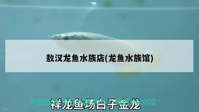 敖漢龍魚水族店(龍魚水族館) 三色錦鯉魚