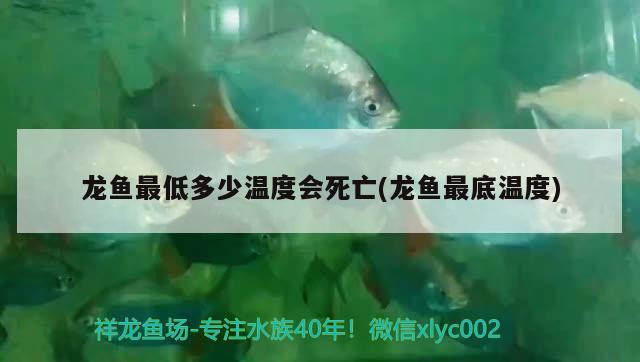 龍魚最低多少溫度會(huì)死亡(龍魚最底溫度) 和尚魚