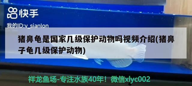 豬鼻龜是國家?guī)准壉Ｗo動物嗎視頻介紹(豬鼻子龜幾級保護動物) 豬鼻龜百科