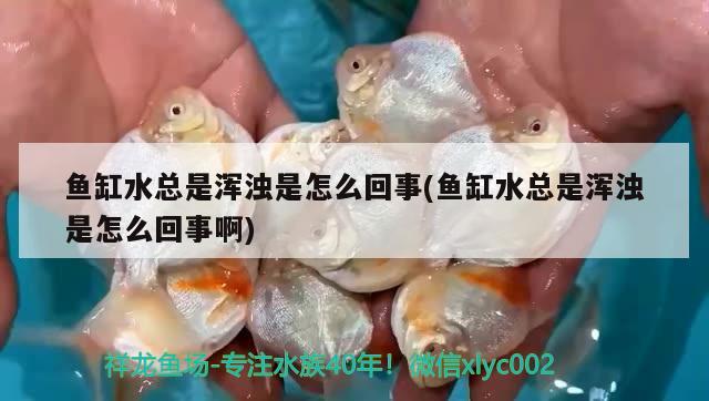 魚缸水總是渾濁是怎么回事(魚缸水總是渾濁是怎么回事啊) 肺魚